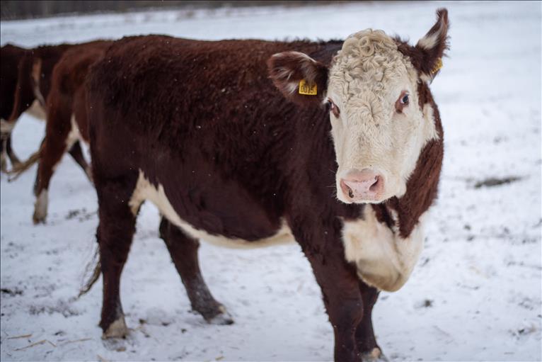 Ko av rasen Hereford i snölandskap.